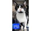 Adopt Pip a Domestic Short Hair