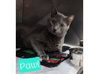 Adopt Pawl a Domestic Short Hair