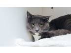 Adopt Frankie a Domestic Short Hair