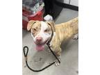 Adopt Tallahassee a Mixed Breed