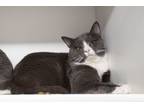 Adopt Apollo a Domestic Short Hair