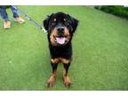 Adopt Ralphie a Rottweiler, Mixed Breed