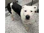 Adopt Gambit a Mixed Breed