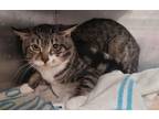 Adopt Mr. Serious a Domestic Short Hair