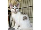 Adopt Skippy a Domestic Short Hair