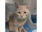 Adopt Lion-O a Domestic Short Hair