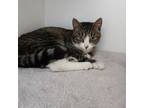 Adopt Murphy a Domestic Short Hair