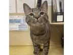 Adopt Salem a Domestic Short Hair