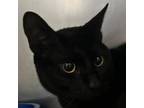 Adopt Olive Yew a Domestic Short Hair