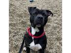 Adopt Mulberry a Mixed Breed