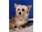 Adopt Tazer a Shih Tzu, Pomeranian