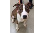 Adopt Cerise a Pit Bull Terrier