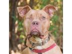 Adopt Conan a Mixed Breed