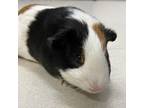 Adopt Rico a Guinea Pig