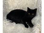 Adopt Solar (@ PetSmart) a Domestic Short Hair