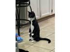 Adopt Obi-Wan a Domestic Short Hair