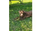 Adopt Wilson a Labrador Retriever