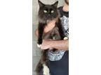 Adopt Marcus a Domestic Medium Hair