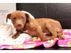 Adopt Quincy a Retriever, American Staffordshire Terrier
