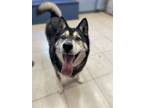 Adopt Shadow $25 a Siberian Husky, Mixed Breed