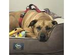 Adopt Kino a Rhodesian Ridgeback