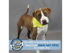 Adopt Coco Puff a American Staffordshire Terrier
