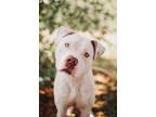 Adopt 72688A Ham Hock a American Staffordshire Terrier, Mixed Breed