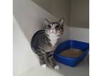 Adopt Lucas- Barn Cat a Domestic Short Hair