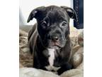 Adopt Camo a American Staffordshire Terrier, Mixed Breed