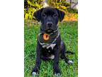 Adopt Camo a American Staffordshire Terrier, Mixed Breed