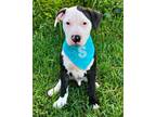 Adopt Snowbaby a American Staffordshire Terrier, Mixed Breed