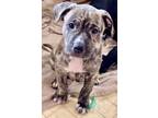 Adopt Sage a American Staffordshire Terrier, Mixed Breed
