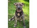 Adopt Sage a American Staffordshire Terrier, Mixed Breed