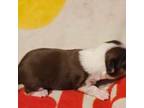 Rat Terrier Puppy for sale in Cape Girardeau, MO, USA