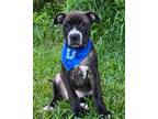 Adopt Derpy a American Staffordshire Terrier, Mixed Breed