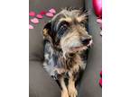 Adopt Teddy a Terrier, Mixed Breed