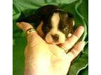 Boston Terrier Puppy for sale in Avon Park, FL, USA