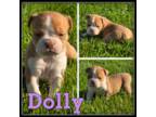 Dolly