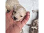 Maltipoo Puppy for sale in Spraggs, PA, USA