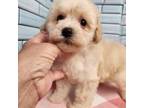 Maltipoo girl