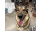 Adopt Scout a German Shepherd Dog, Great Pyrenees