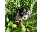 Yorkshire Terrier Puppy for sale in Urbana, MO, USA