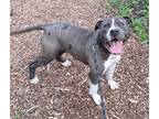 Adopt Biggie a American Staffordshire Terrier