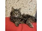 Adopt Jaspurr a Maine Coon, Domestic Long Hair