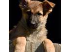 German Shepherd Dog Puppy for sale in Abilene, TX, USA