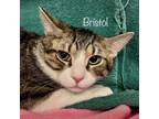 Adopt Bristol a Domestic Short Hair