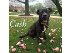 Adopt Cash a Pit Bull Terrier
