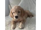 Golden Retriever Puppy for sale in Miami, FL, USA