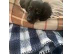 Dachshund Puppy for sale in Melrose, MN, USA