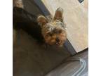 Yorkshire Terrier Puppy for sale in Floresville, TX, USA